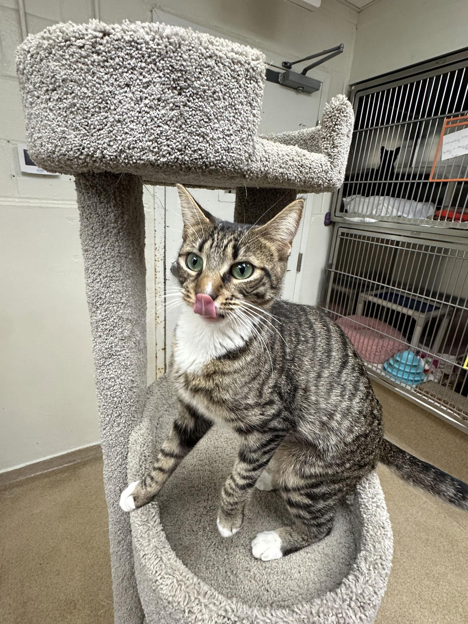 Tina, Adoptable, Adult Female Domestic Short Hair.