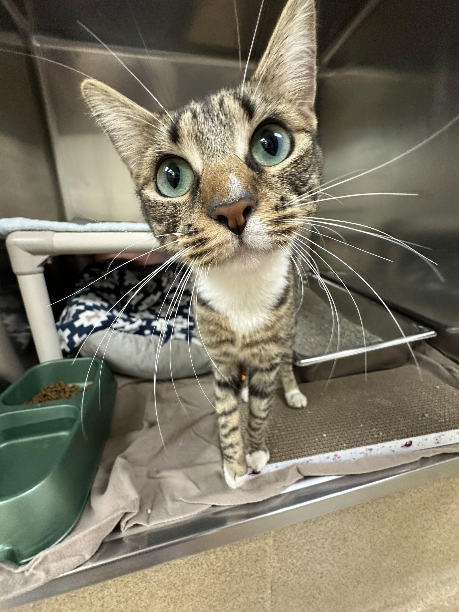 Enlarge Tina, a Adoptable Domestic Short Hair in Brick, NJ image 3/3