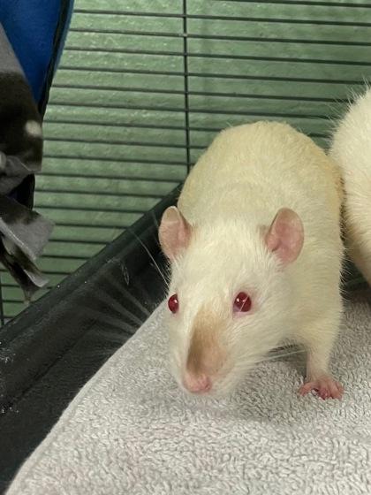 Todd, Adoptable, Adult Male Rat.