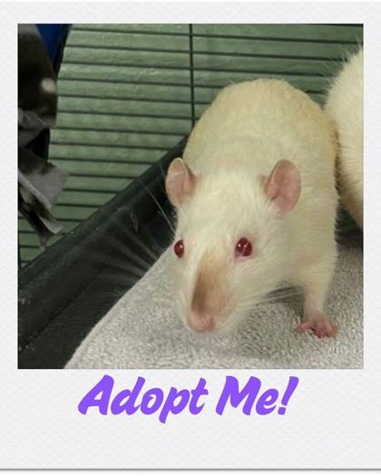 Enlarge Todd, a Adoptable Rat in Lowell, MA image 2/2