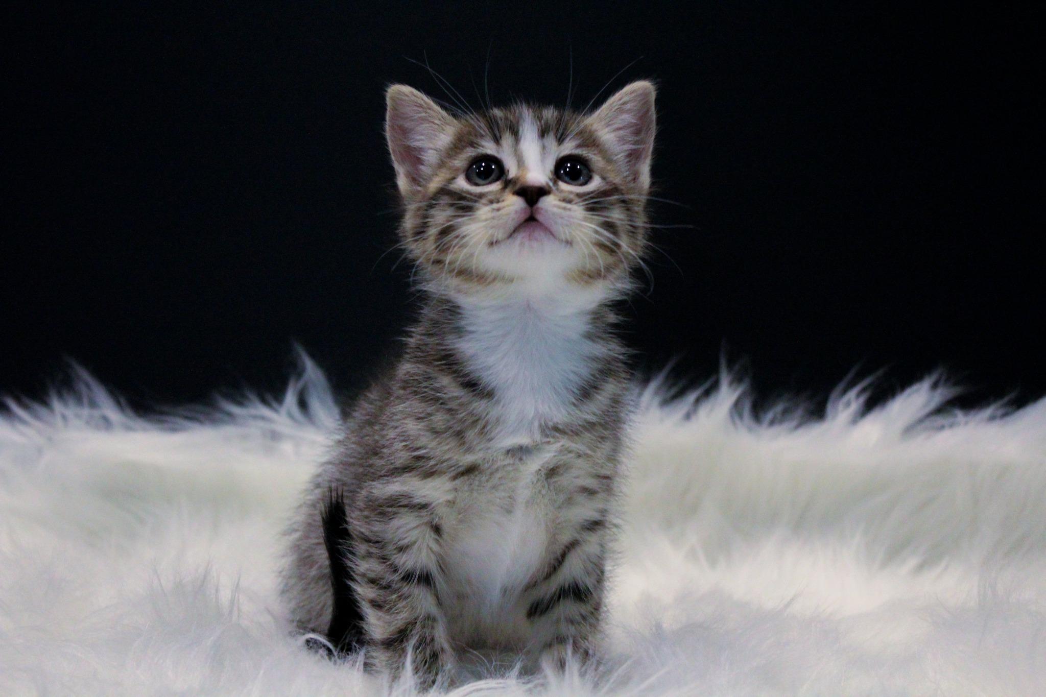 Skittles, Baby Female Tabby