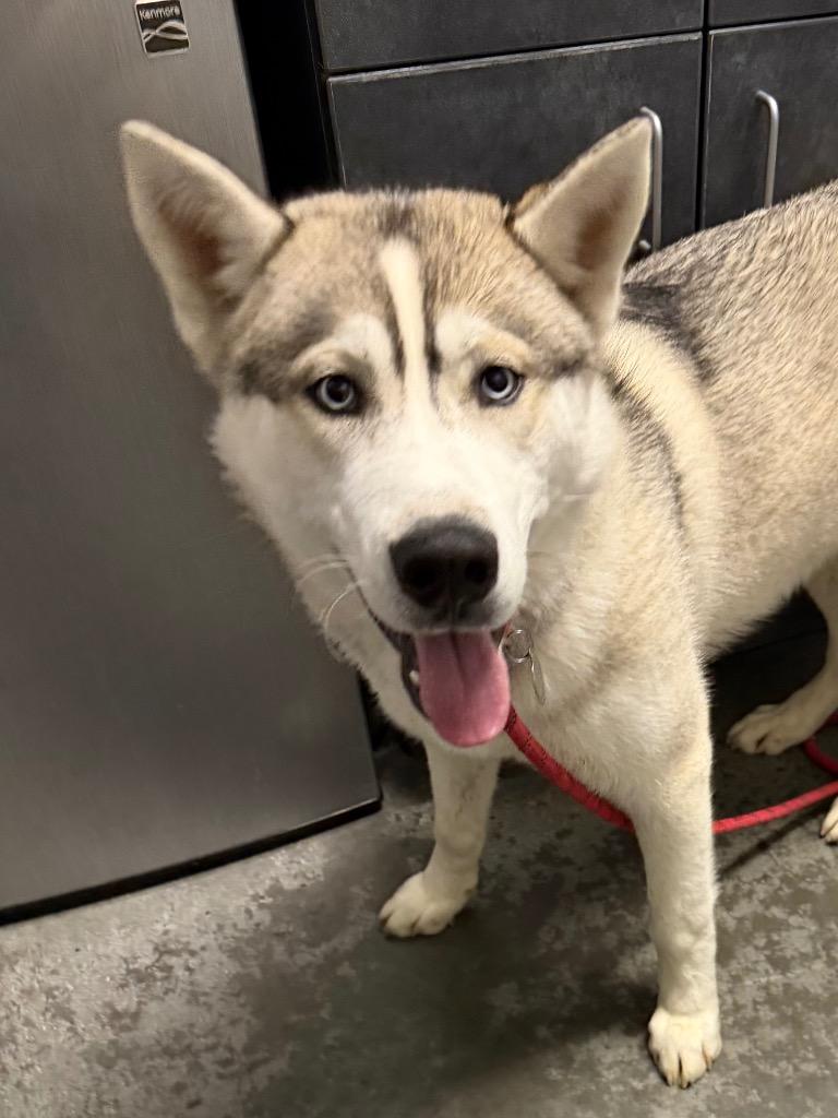 Tidus, Adoptable, Young Male Husky.