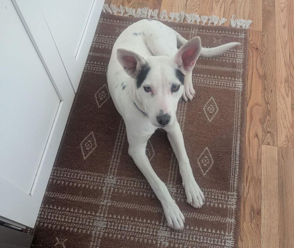 Rue, Adoptable, Young Female Cattle Dog & Labrador Retriever.