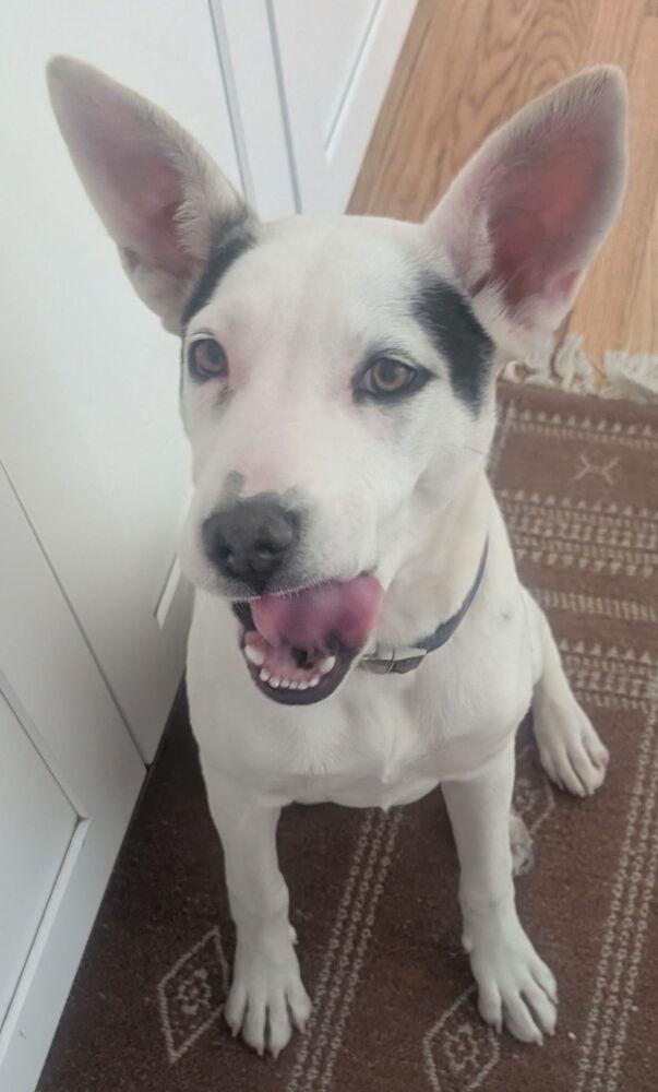 Enlarge Rue, a Adoptable mixed breed in Fort Lupton, CO image 2/5