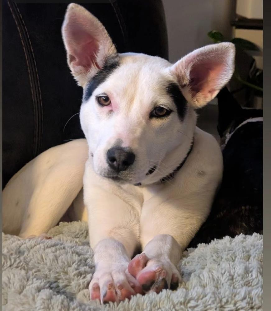 Enlarge Rue, a Adoptable mixed breed in Fort Lupton, CO image 4/5