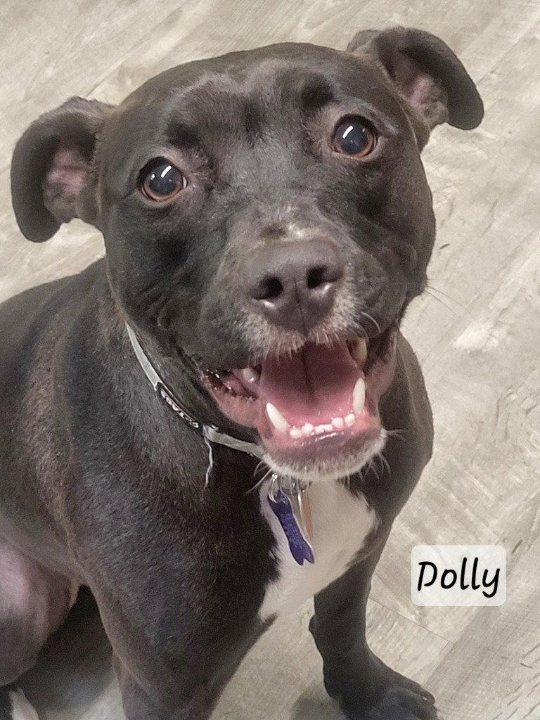 Dolly, Adoptable, Young Female Terrier & American Staffordshire Terrier.