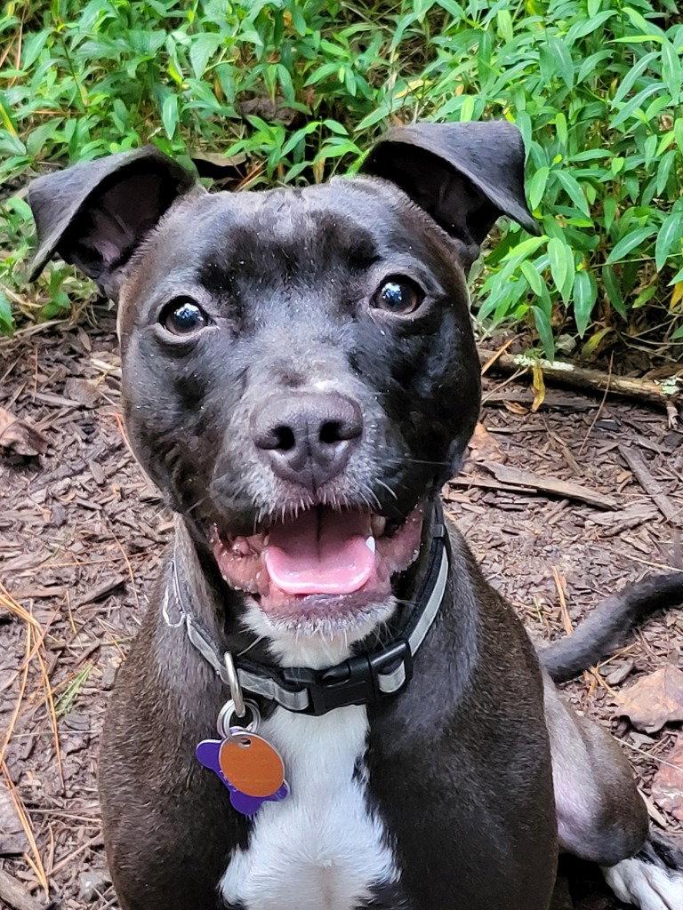 Enlarge Dolly, a Adoptable mixed breed in Ellijay, GA image 2/3