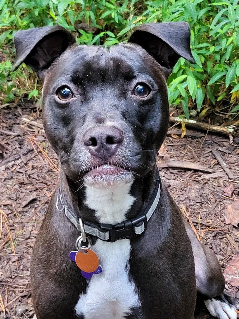 Enlarge Dolly, a Adoptable mixed breed in Ellijay, GA image 3/3