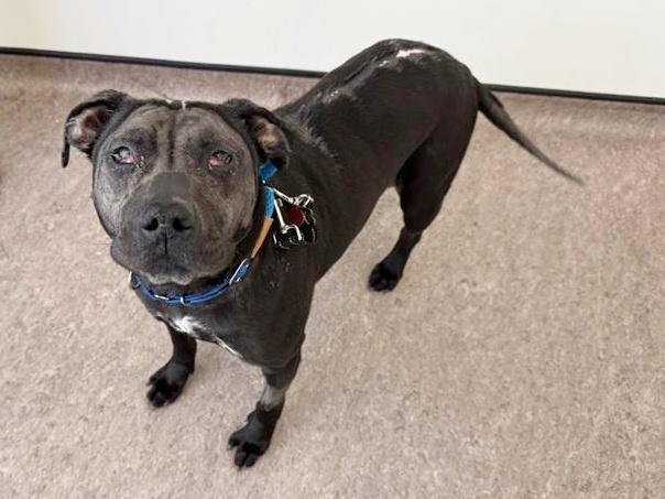 PEPSI, Adoptable, Adult Female Labrador Retriever & Mixed Breed.