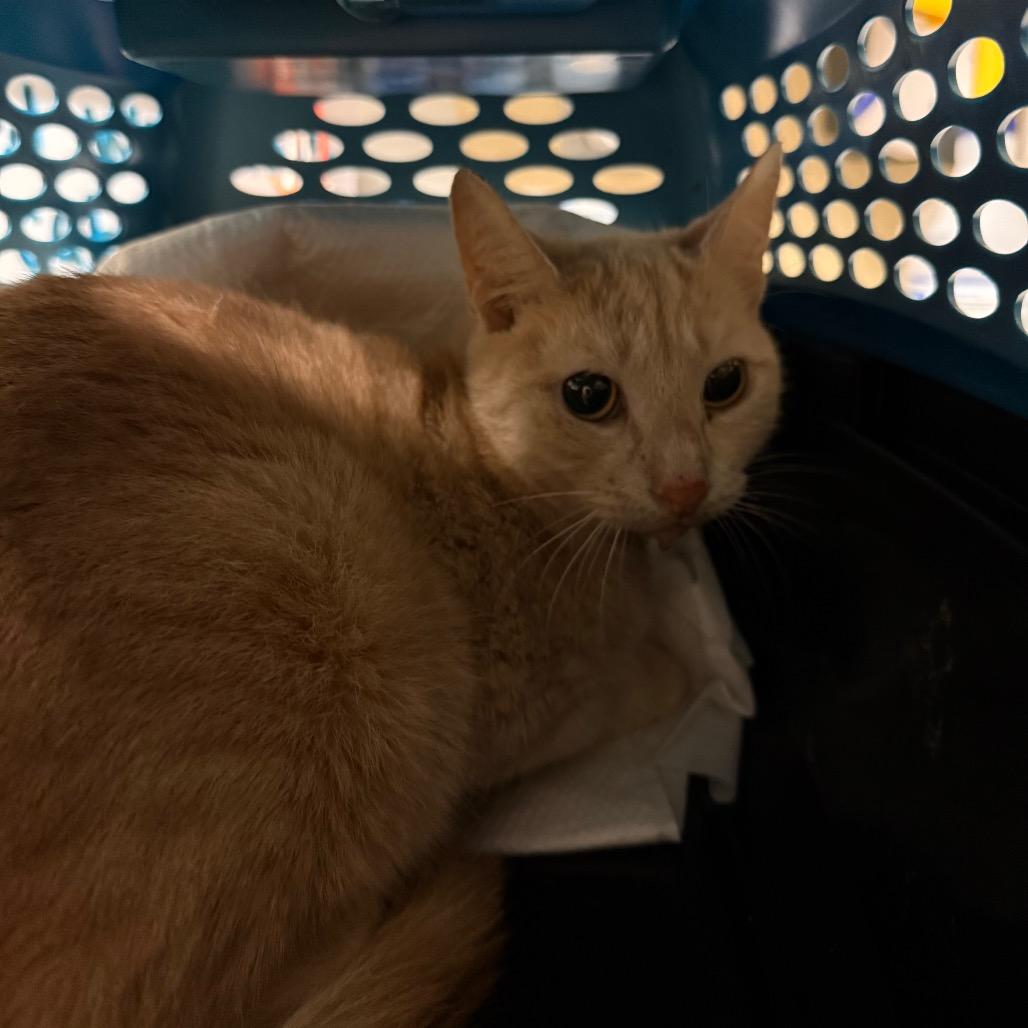 Finneas, Adoptable, Adult Female Domestic Short Hair.