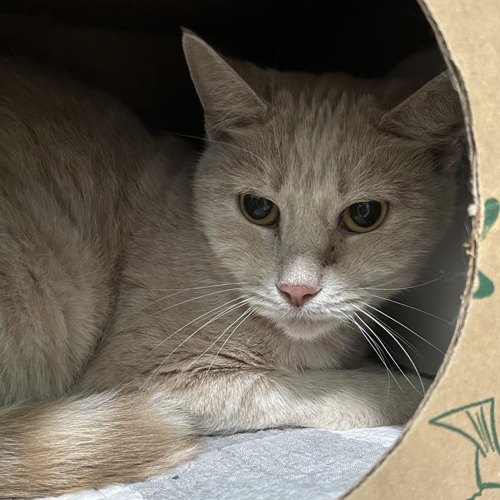 Enlarge Finneas, a Adoptable Domestic Short Hair in Pittsburgh, PA image 2/3