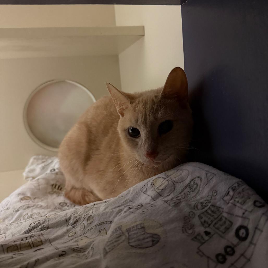 Enlarge Finneas, a Adoptable Domestic Short Hair in Pittsburgh, PA image 3/3