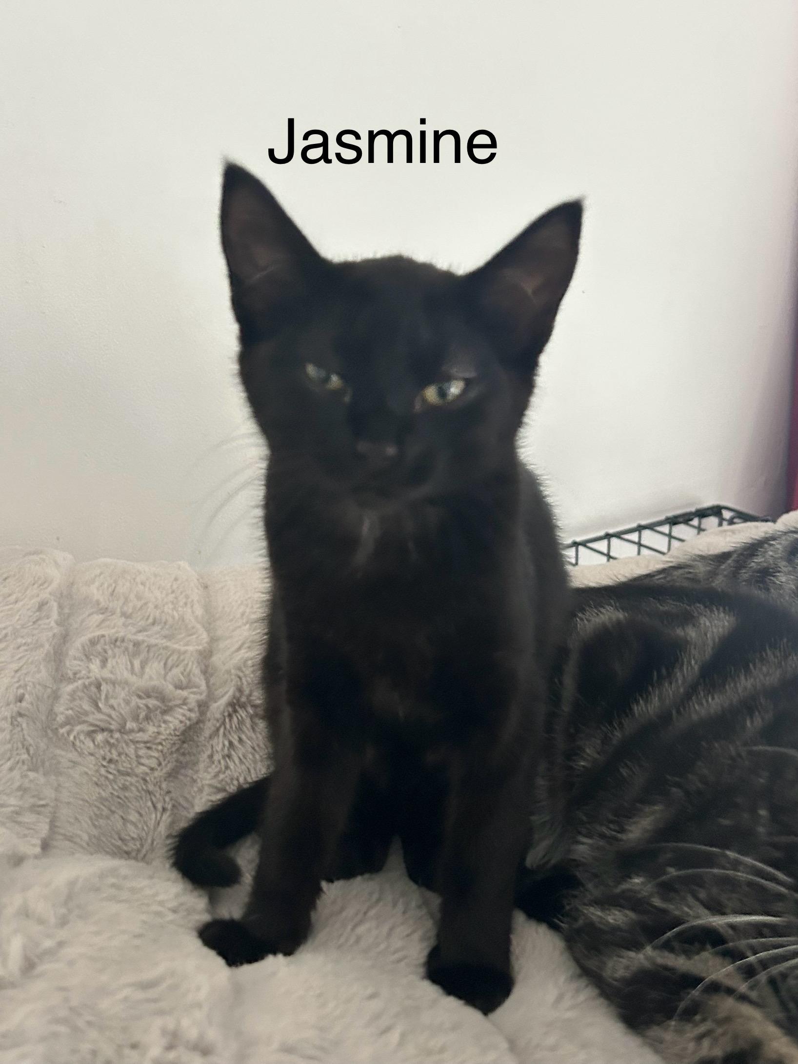 Enlarge Jasmine, an adopted Domestic Medium Hair image 1/1