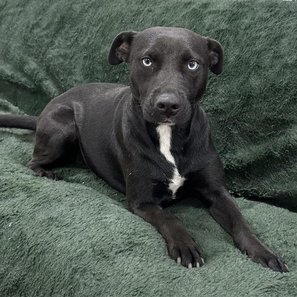 Gemma, a Adoptable Black Labrador Retriever in Donalsonville, GA image 2/4