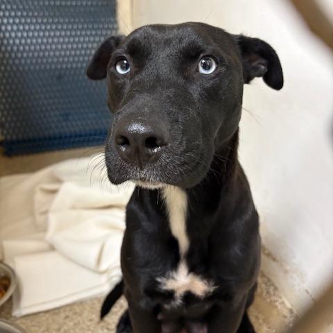 Gemma, a Adoptable Black Labrador Retriever in Donalsonville, GA image 3/4