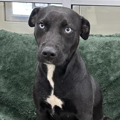 Gemma, a Adoptable Black Labrador Retriever in Donalsonville, GA image 4/4