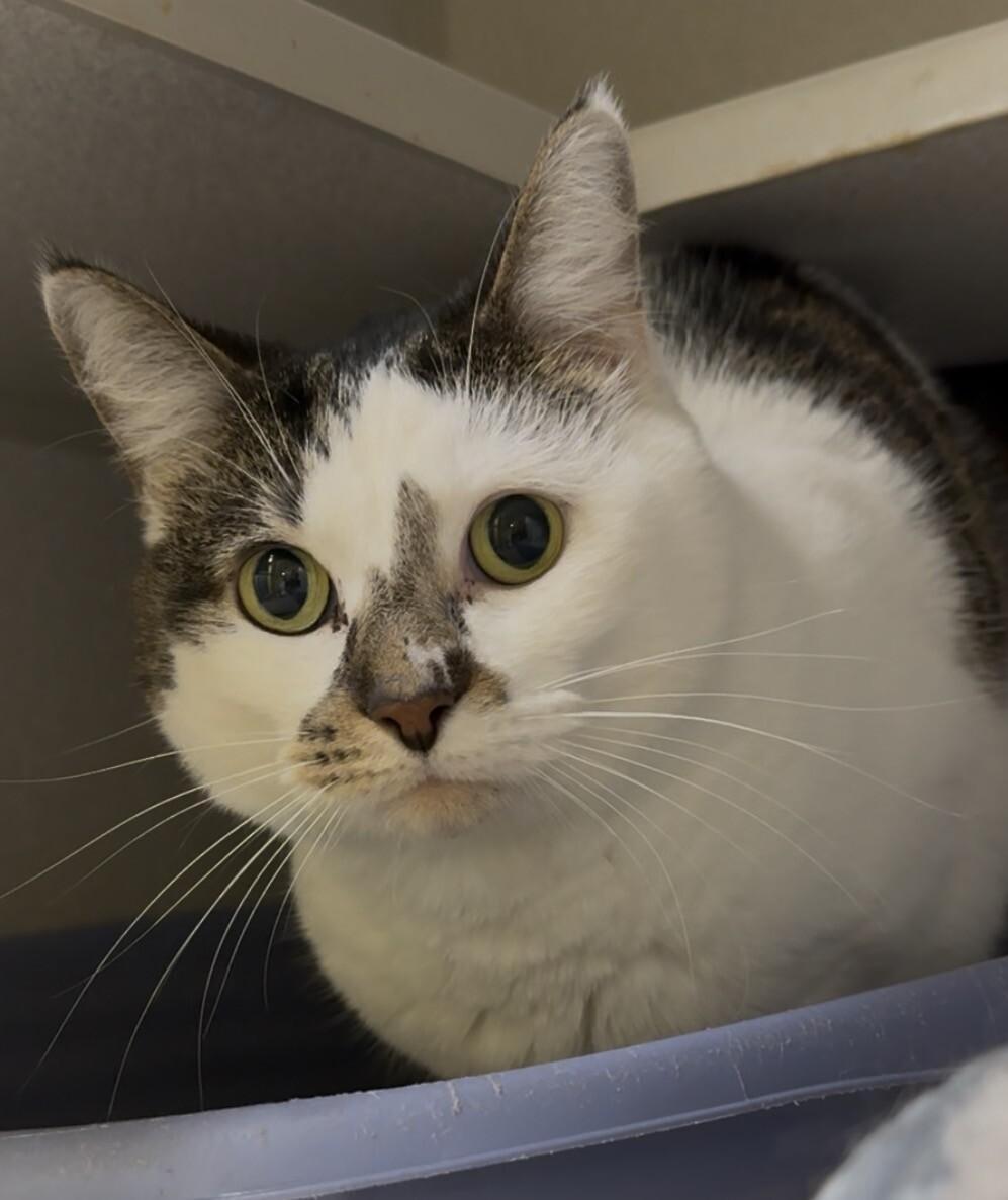 Zinos, Adoptable, Adult Male Domestic Short Hair.