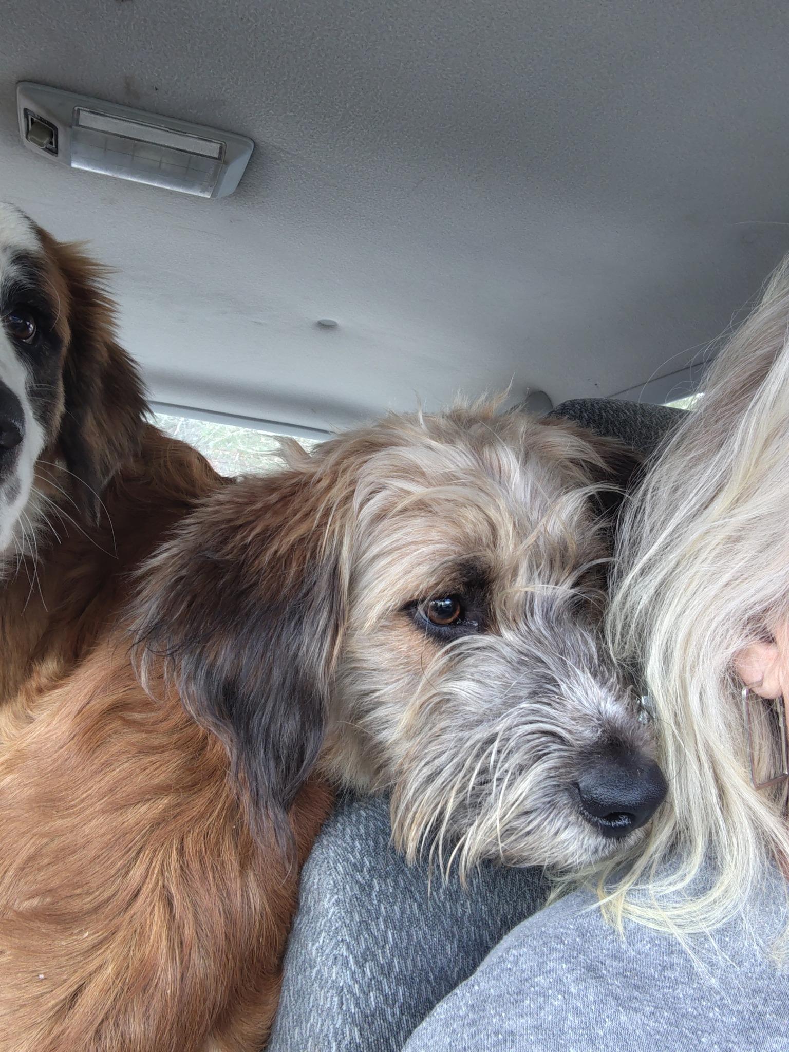 Enlarge Lainey - Paws Behind Bars Prison Trained, a ADOPTABLE mixed breed in Goshen, KY image 3/4