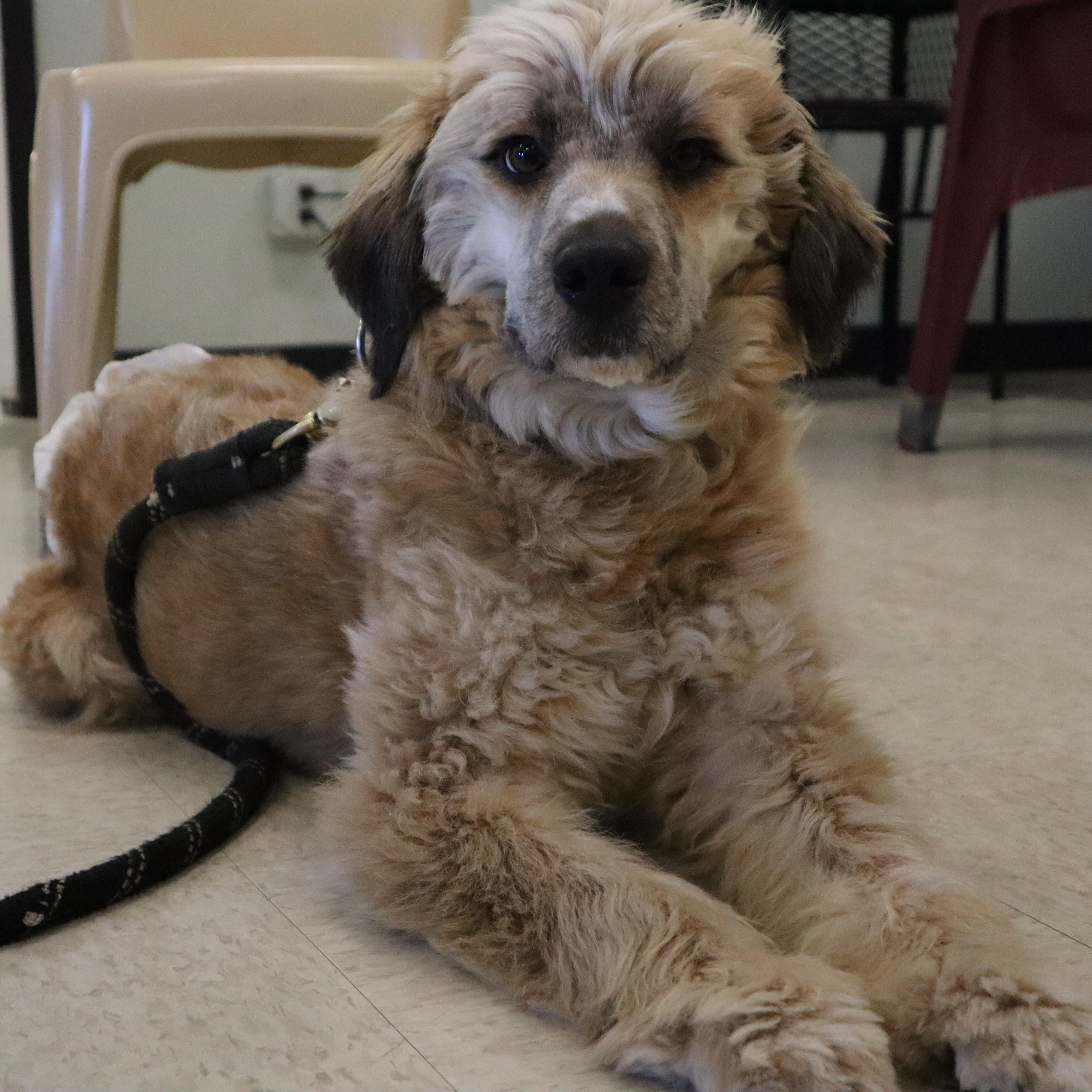 Enlarge Lainey - Paws Behind Bars Prison Trained, a ADOPTABLE mixed breed in Goshen, KY image 1/4