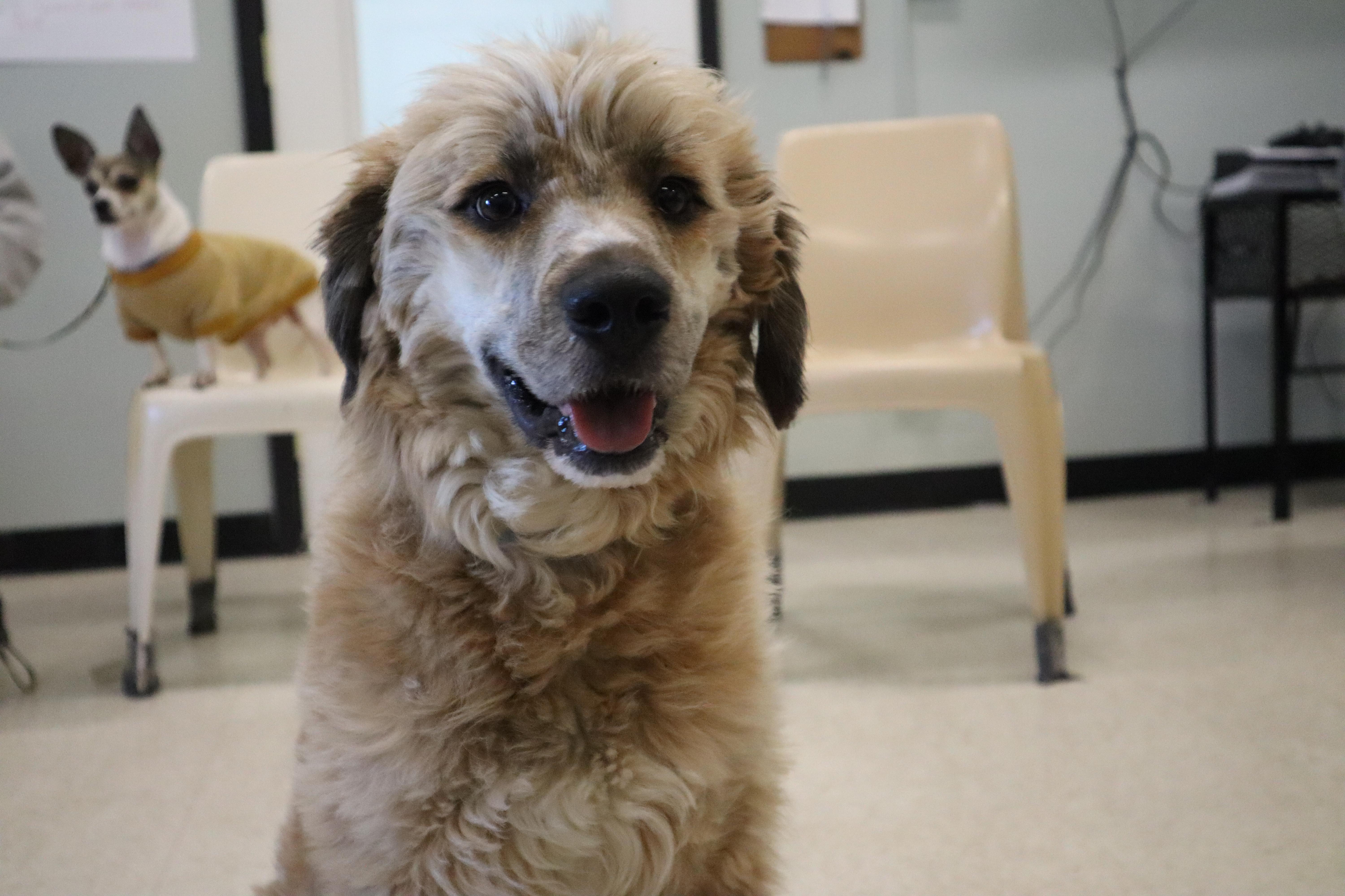 Enlarge Lainey - Paws Behind Bars Prison Trained, a ADOPTABLE mixed breed in Goshen, KY image 2/4