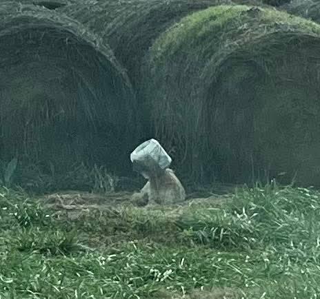 Enlarge Lainey - Paws Behind Bars Prison Trained, a ADOPTABLE mixed breed in Goshen, KY image 4/4