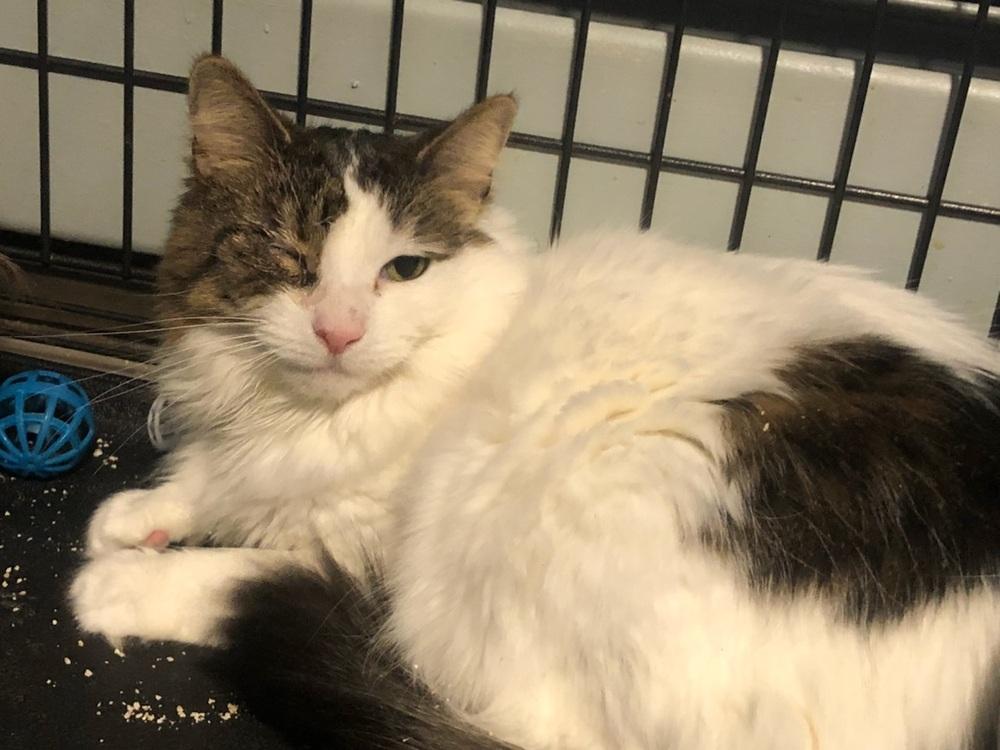 Kona, Adoptable, Adult Female Domestic Short Hair.