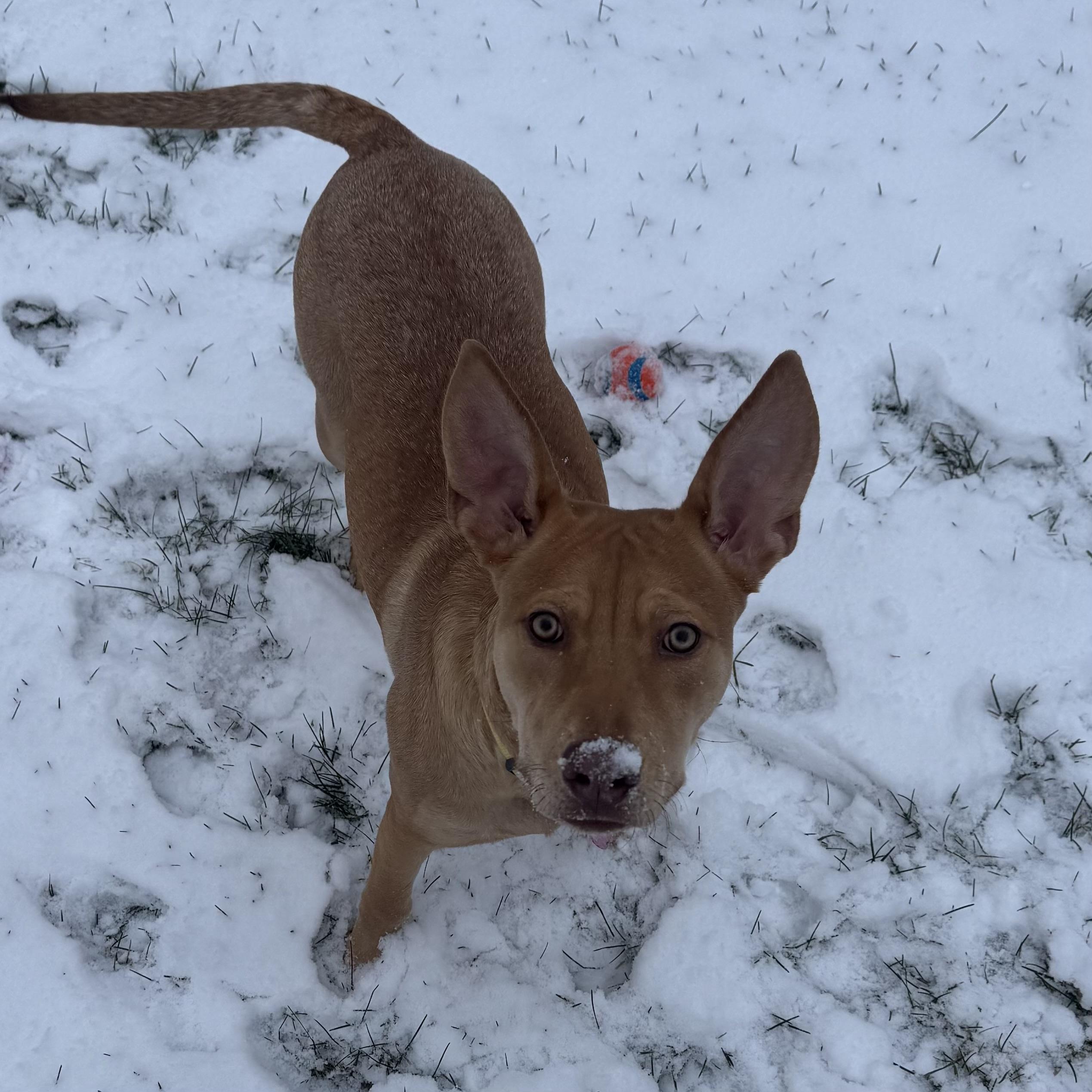 CosMc — thumbnail 5