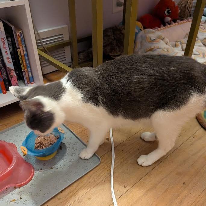 Enlarge Stevie, a Adoptable Domestic Short Hair in Madison, WI image 1/4