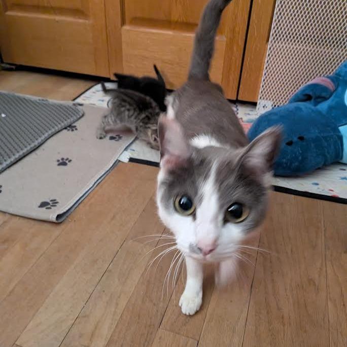 Enlarge Stevie, a Adoptable Domestic Short Hair in Madison, WI image 3/4