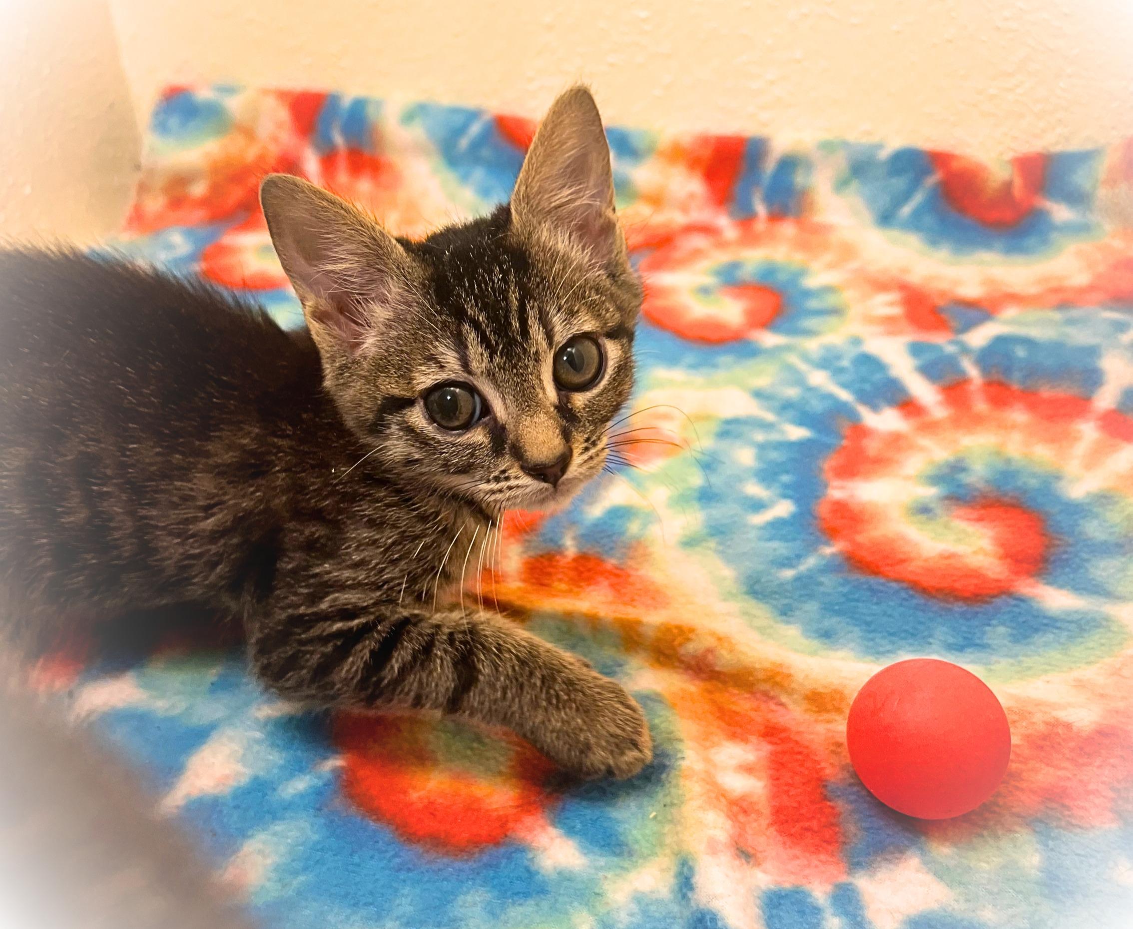 Napoleon Dynamite (bonded siblings Tina & Kip Dynamite), Adoptable, Kitten Male Tabby & American Shorthair.