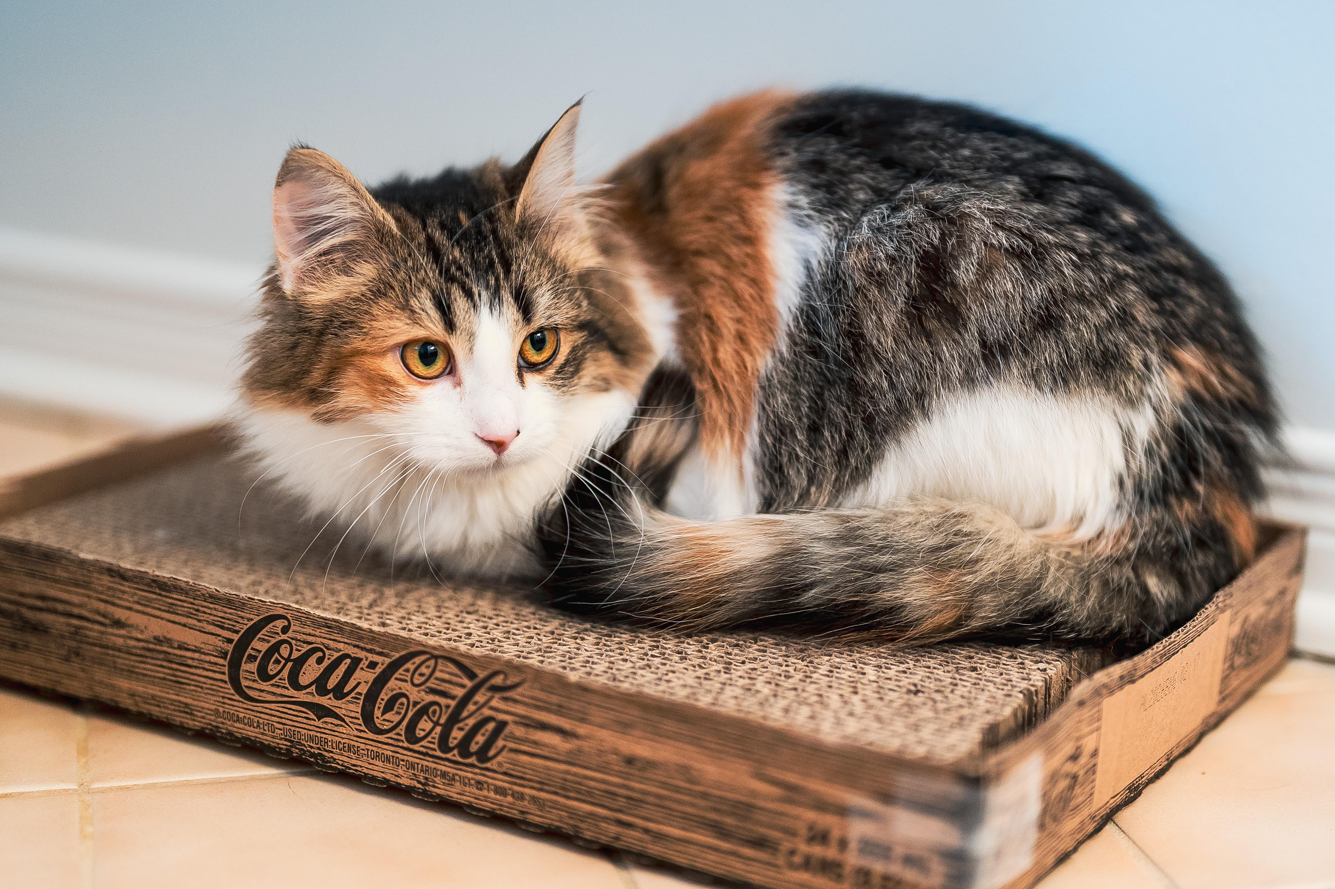 Elara (f) 6mths Calico DLH, an adopted Domestic Long Hair in Ottawa, ON image 4/6