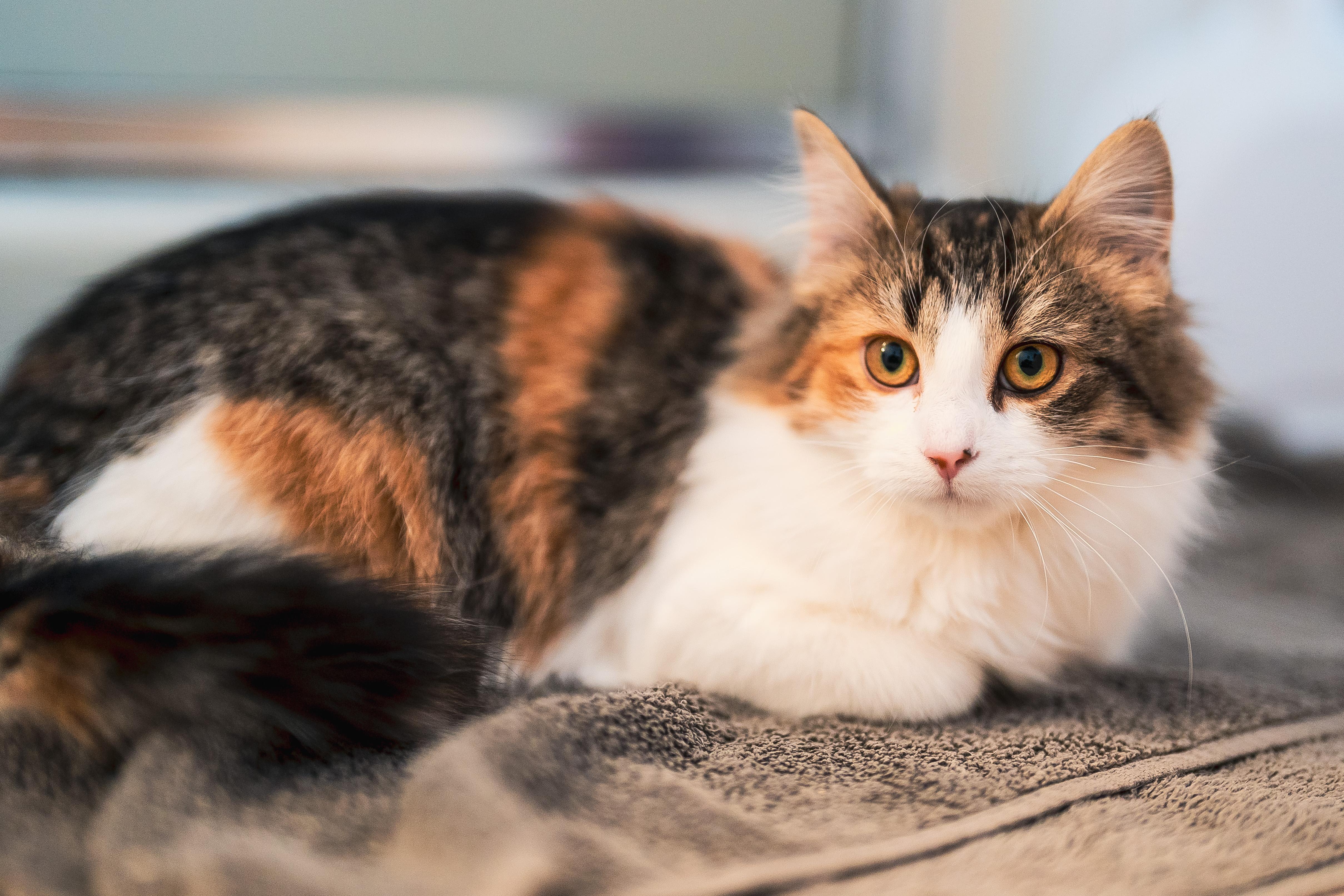 Elara (f) 6mths Calico DLH, an adopted Domestic Long Hair in Ottawa, ON image 5/6