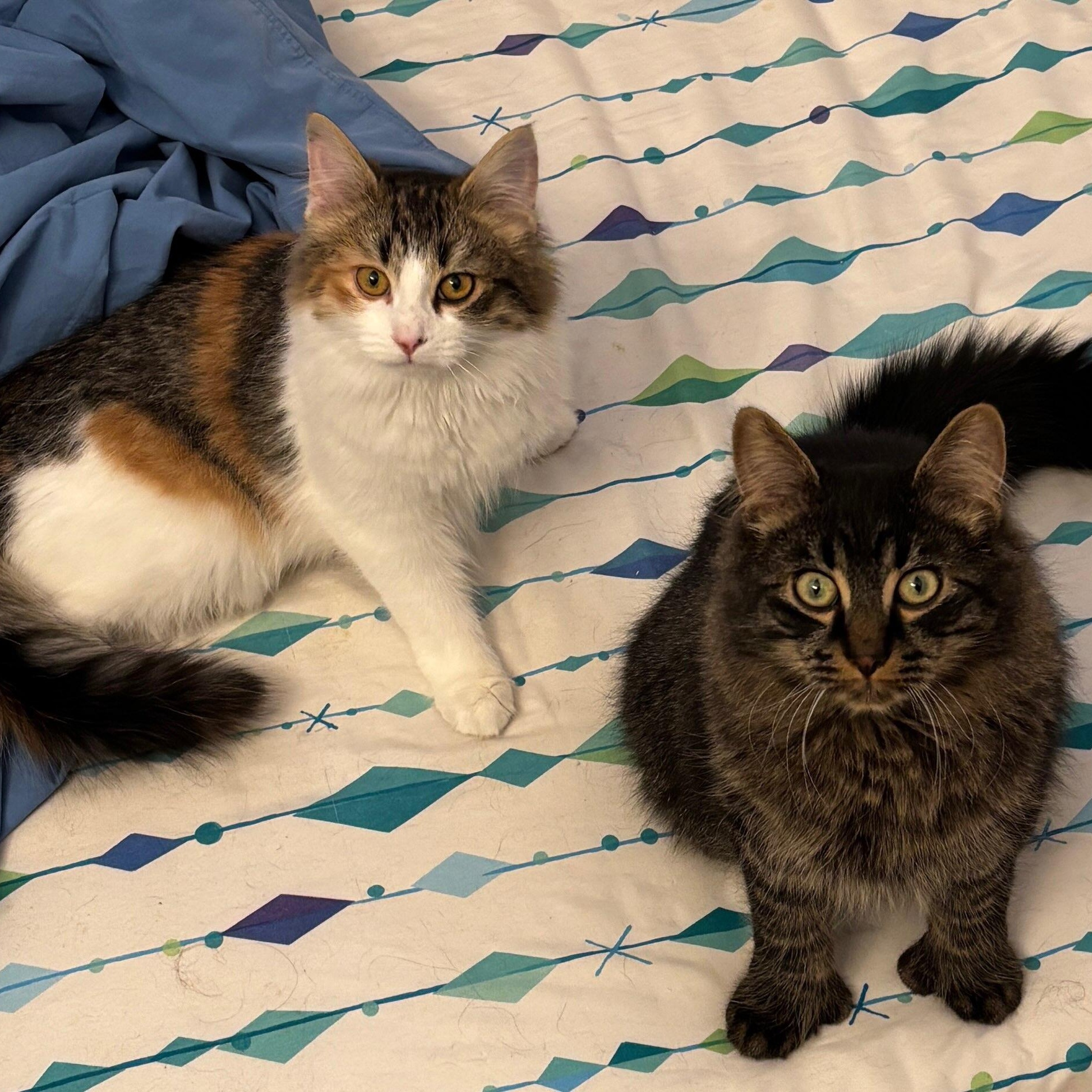 Elara (f) 6mths Calico DLH, an adopted Domestic Long Hair in Ottawa, ON image 6/6