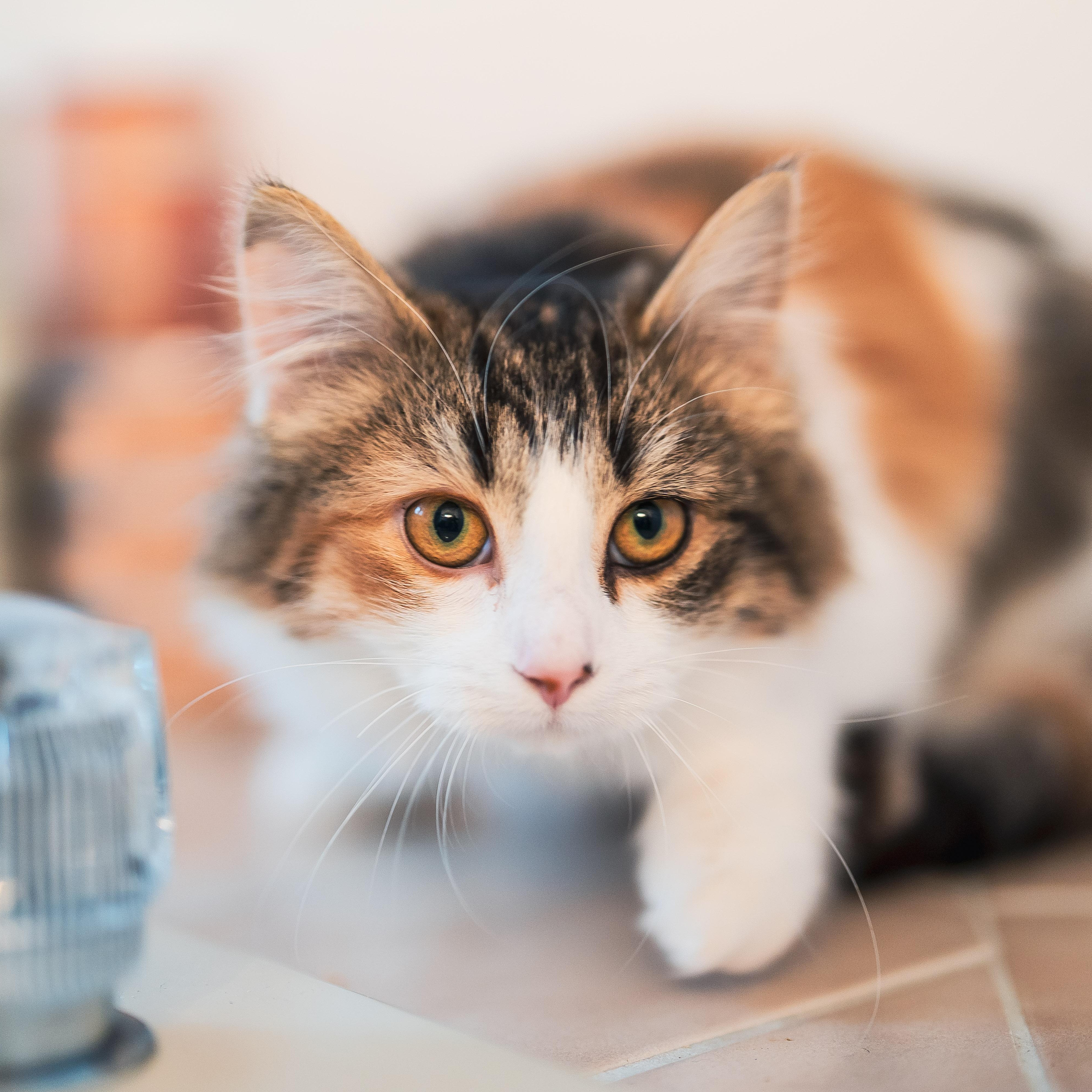 Elara (f) 6mths Calico DLH, an adopted Domestic Long Hair in Ottawa, ON image 2/6