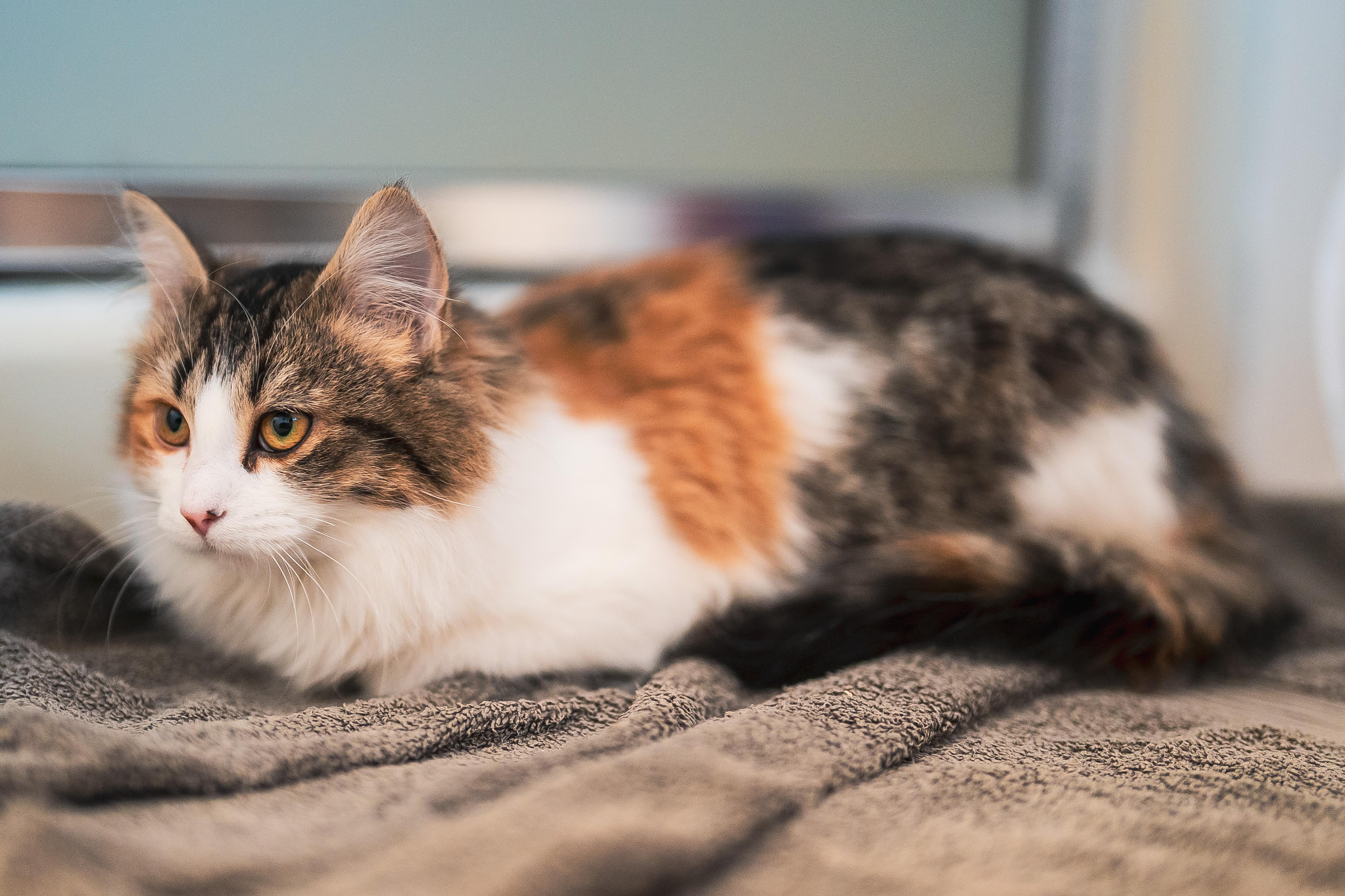 Elara (f) 6mths Calico DLH, an adopted Domestic Long Hair in Ottawa, ON image 3/6