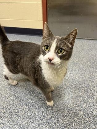 Enlarge Gummy Bear, a Adoptable mixed breed in Westland, MI image 1/3