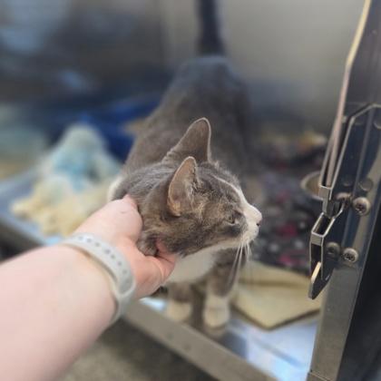 Enlarge Gummy Bear, a Adoptable mixed breed in Westland, MI image 2/3