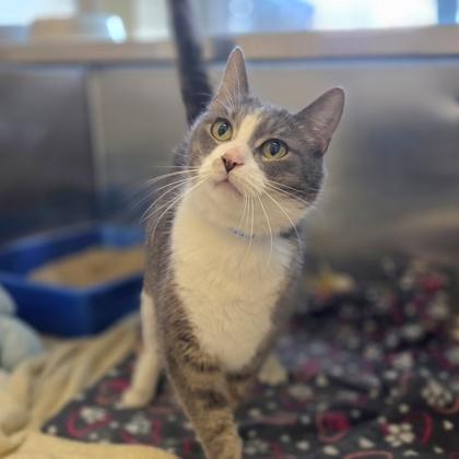 Enlarge Gummy Bear, a Adoptable mixed breed in Westland, MI image 3/3