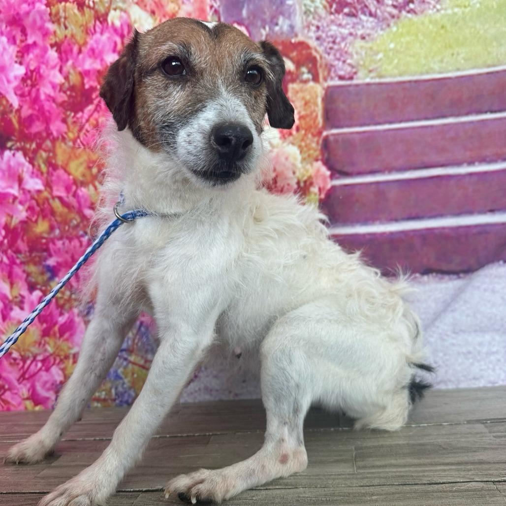 Enlarge Pepsi, a Adoptable mixed breed in Normal, IL image 1/1