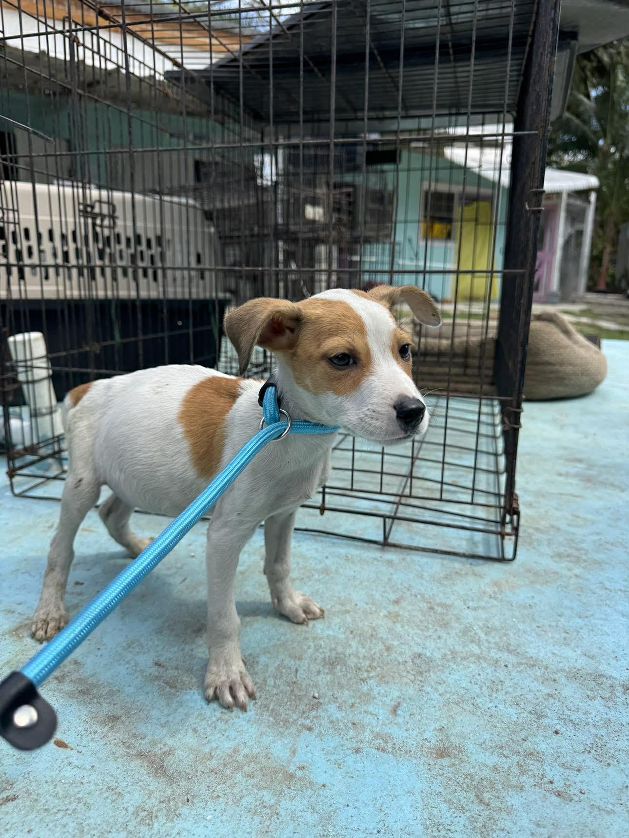 Little Charlie (20260219-10)