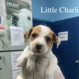 Little Charlie (20260219-10) — thumbnail 2