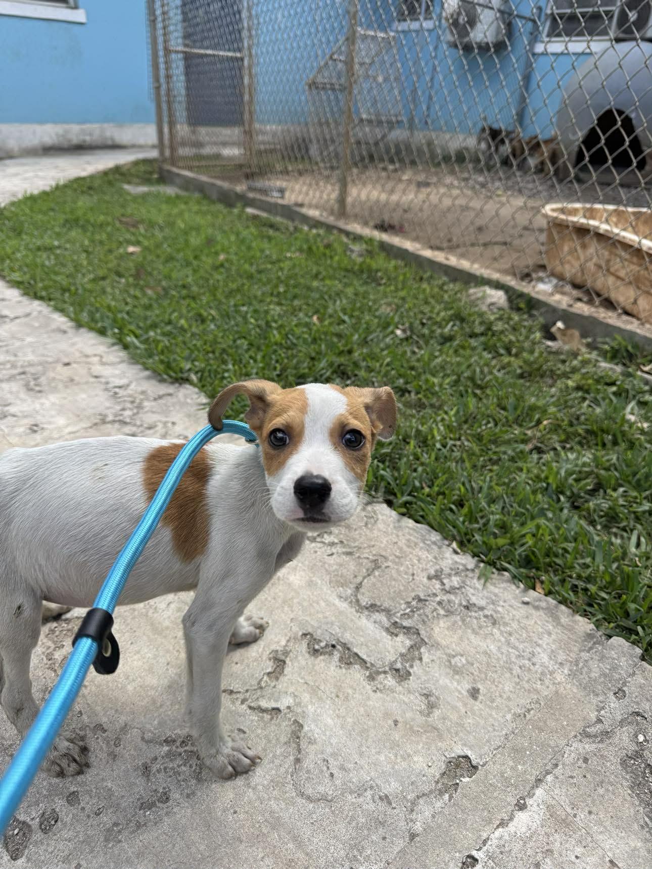 Little Charlie (20260219-10) — thumbnail 3