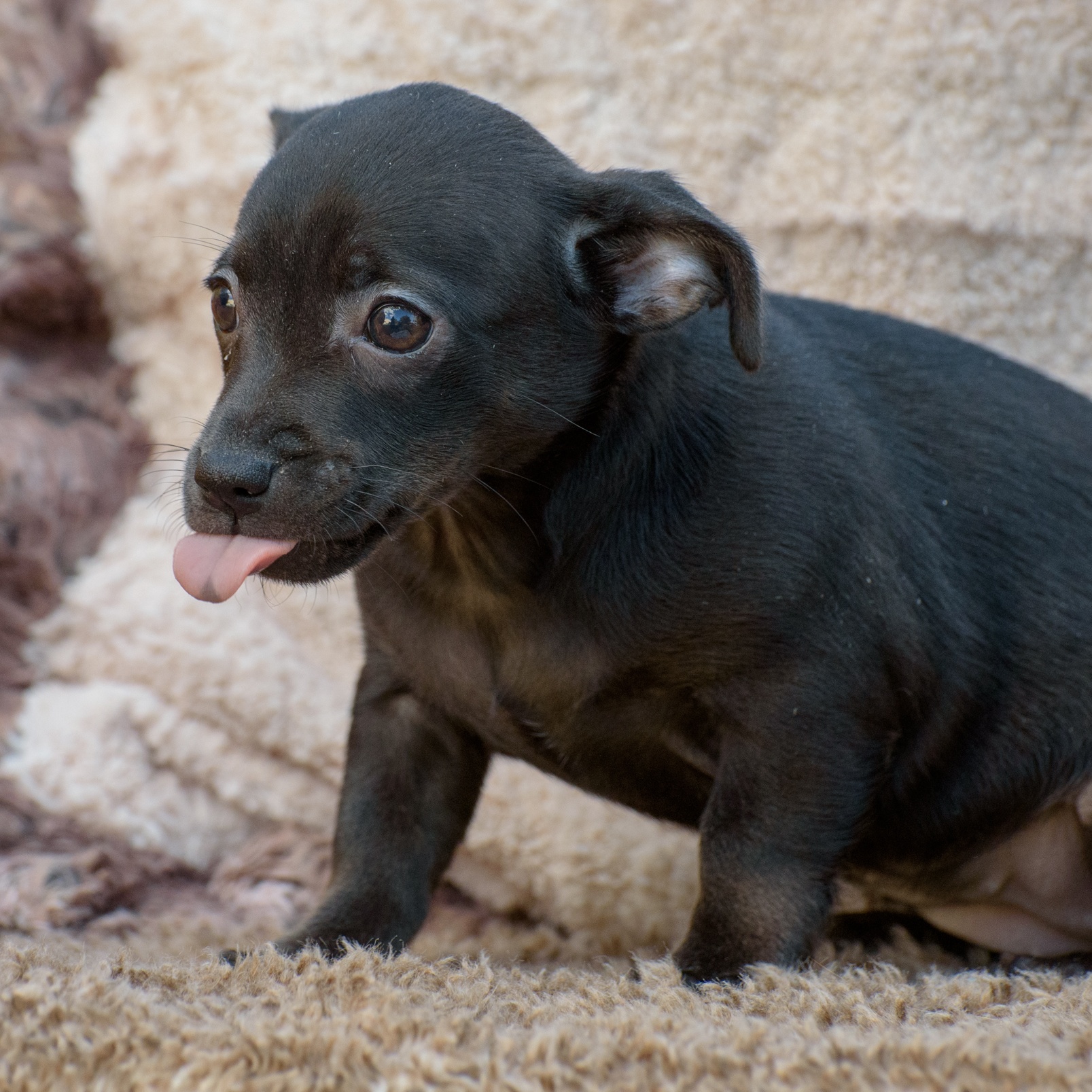 Dog for adoption Travis, a Chiweenie in Lambertville, NJ Petfinder