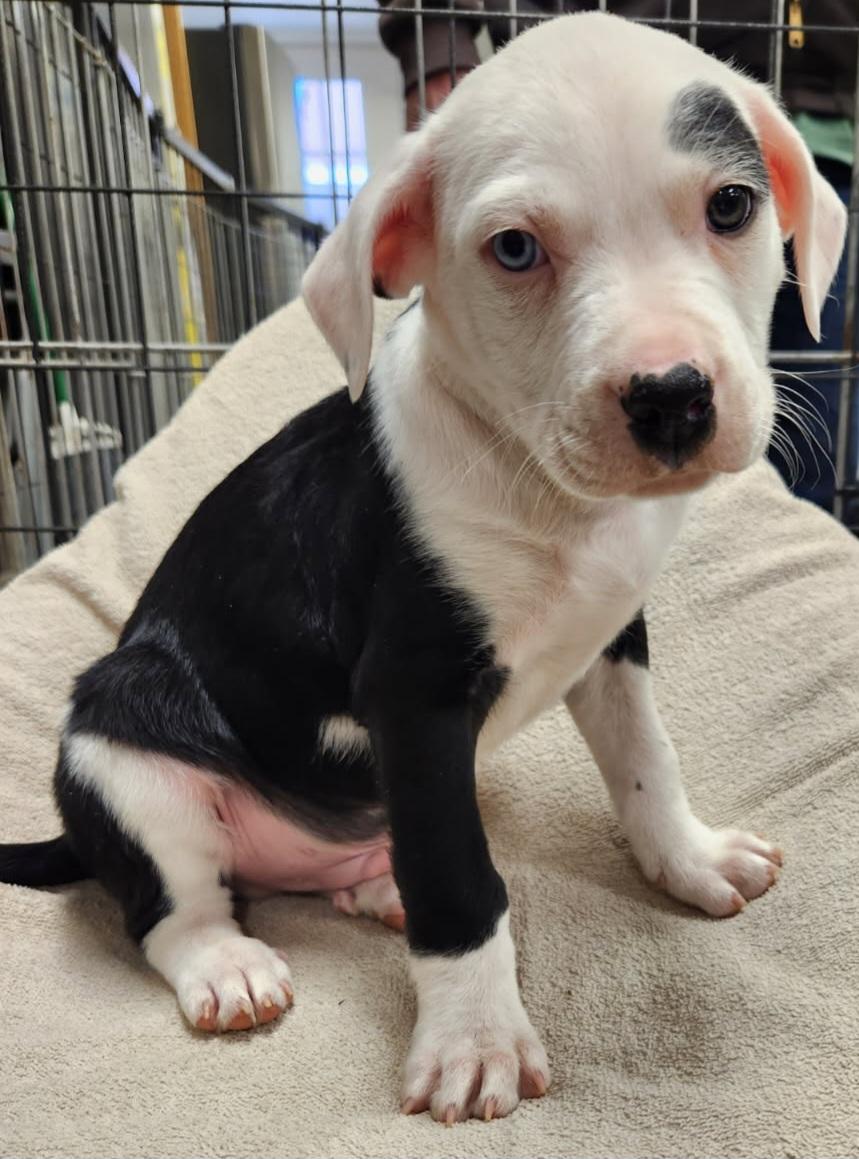 Enlarge SOSA, an adopted Mixed Breed in Louisville, OH image 2/2