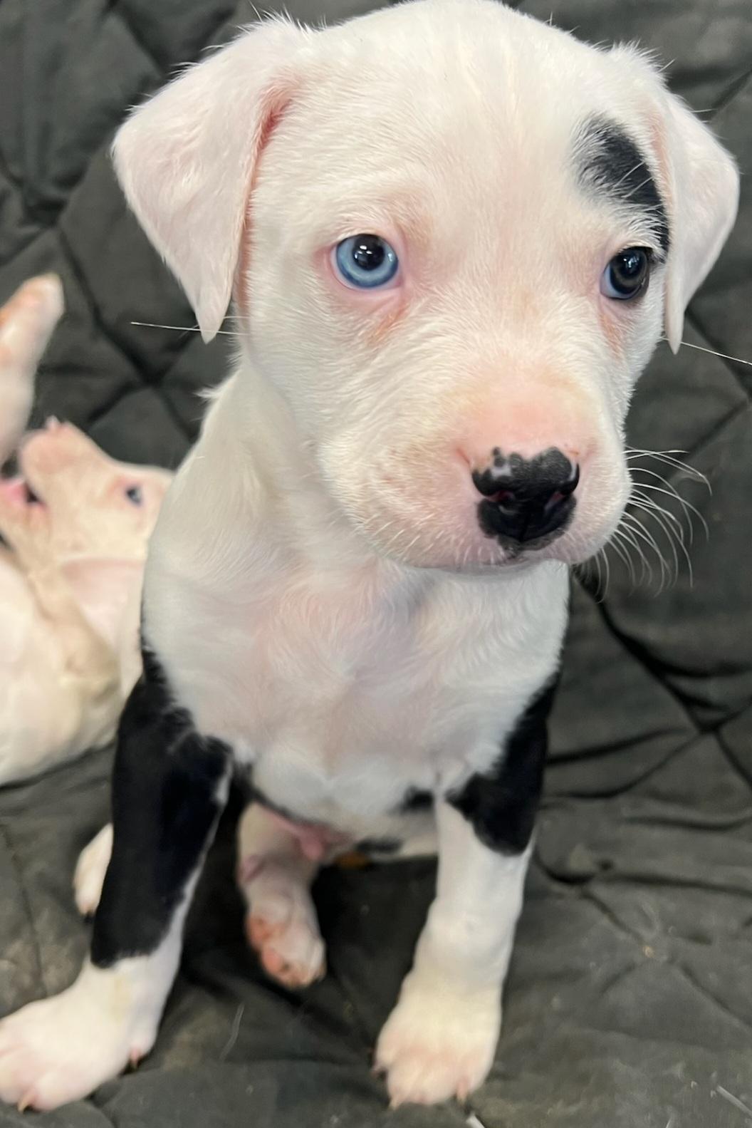 SOSA, ADOPTABLE, Puppy Male Mixed Breed.