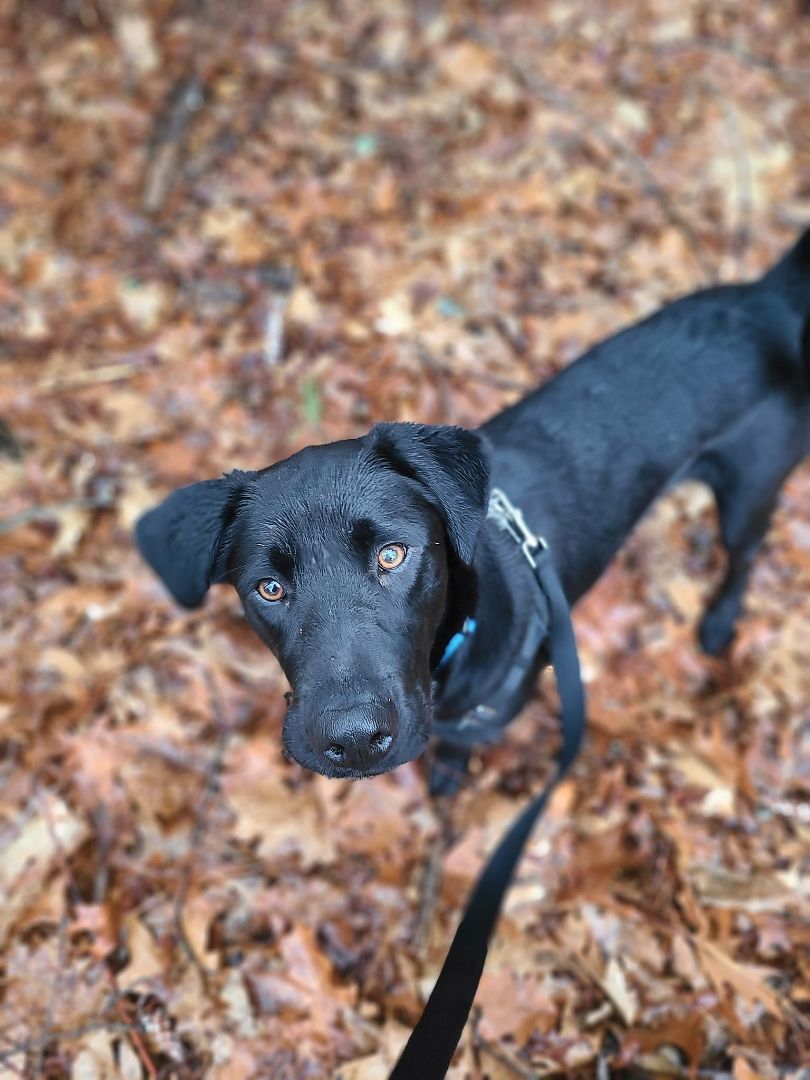 Duke, Adopted, Young Male Black Labrador Retriever.