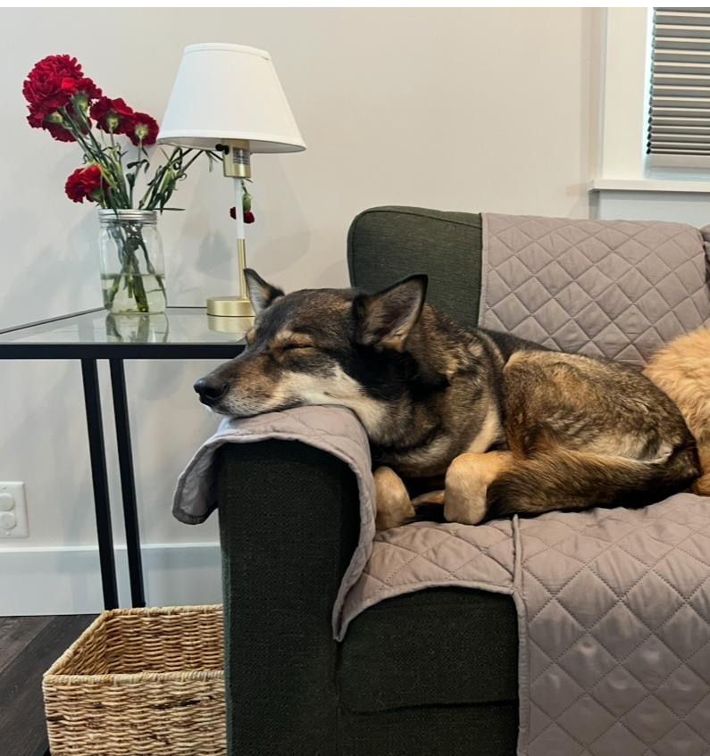 Enlarge Keeva, a Adoptable mixed breed in Oshawa, ON image 3/5