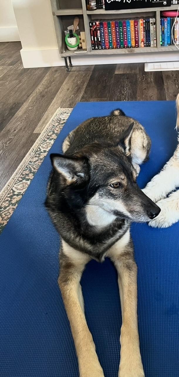 Enlarge Keeva, a Adoptable mixed breed in Oshawa, ON image 4/5