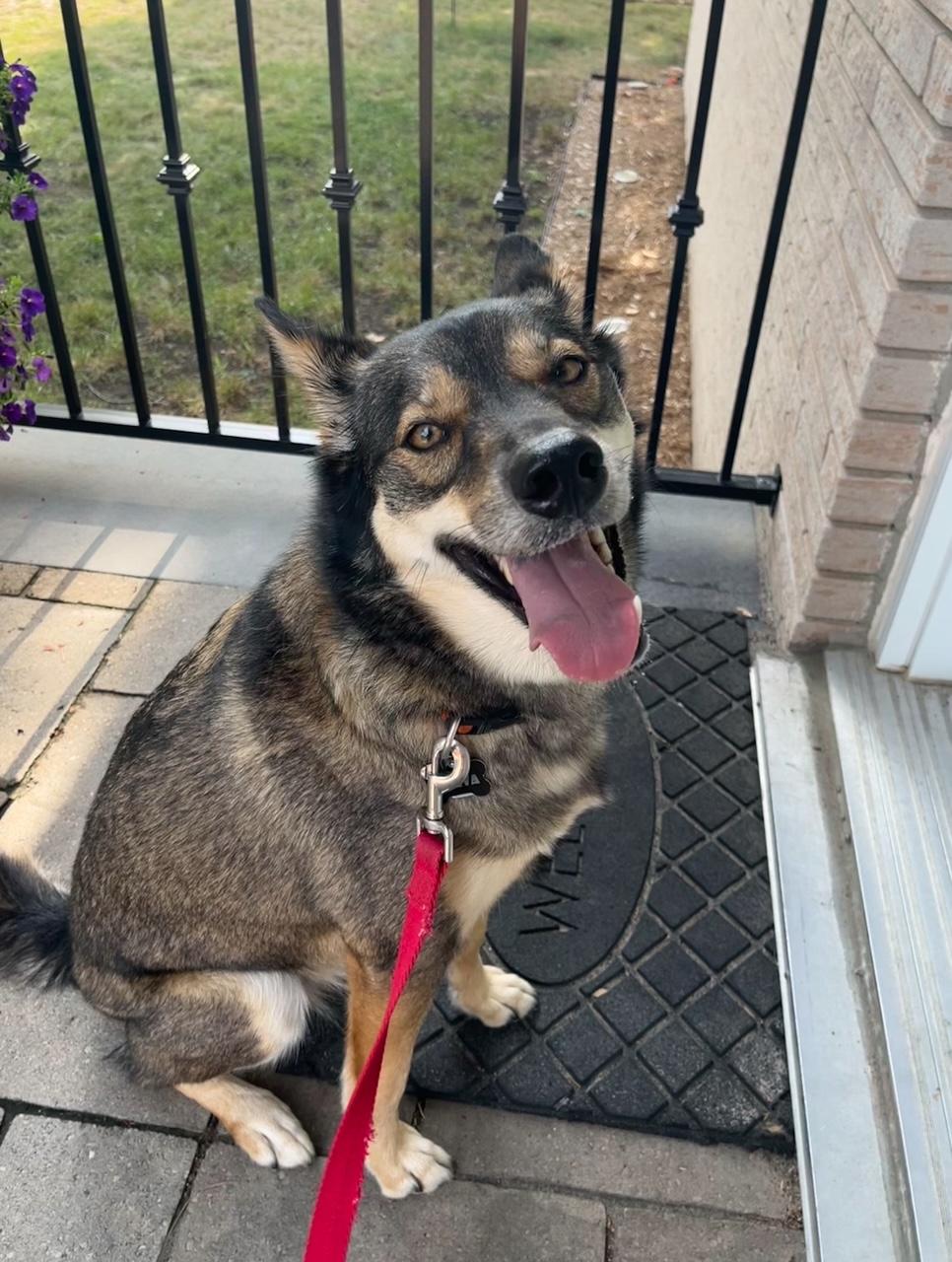 Enlarge Keeva, a Adoptable mixed breed in Oshawa, ON image 1/5