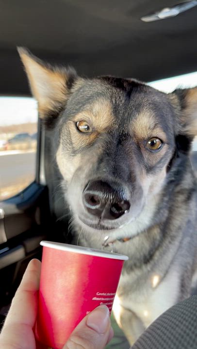 Enlarge Keeva, a Adoptable mixed breed in Oshawa, ON video 5/5